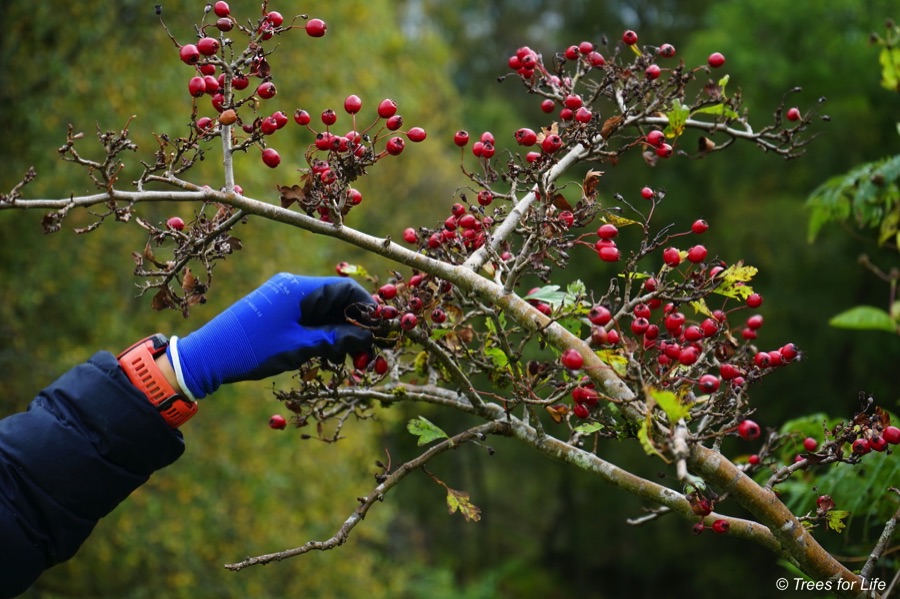 Hand in blue glove picking hawthorn berries